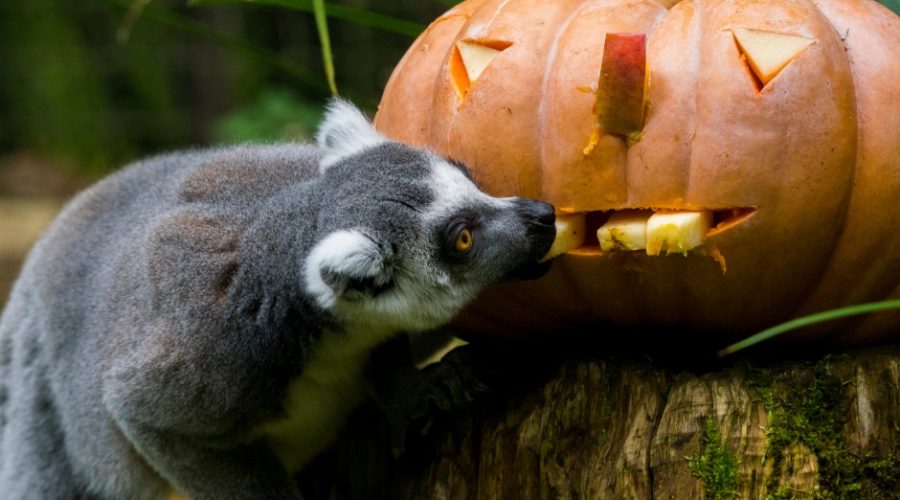 Le Zoo d’Amnéville passe en mode Bêtes et Sorcières