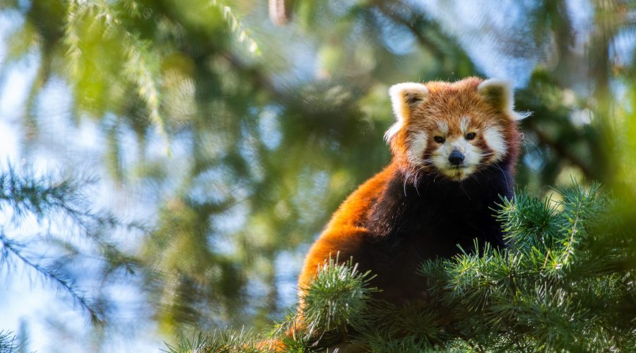 Le Zoo d&rsquo;Amnéville lance officiellement son programme de parrainage d&rsquo;animaux